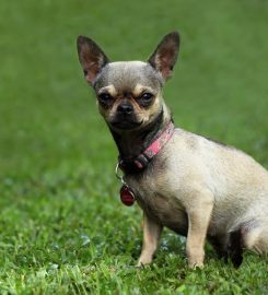 AdiosAmigo Chihuahua Breeding Kennel