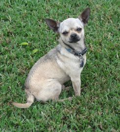 AdiosAmigo Chihuahua Breeding Kennel