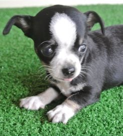 AdiosAmigo Chihuahua Breeding Kennel