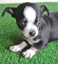 AdiosAmigo Chihuahua Breeding Kennel