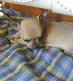 AdiosAmigo Chihuahua Breeding Kennel