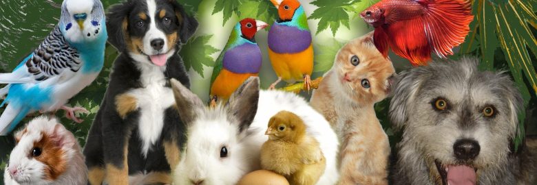 Birds Haven Pet Shop