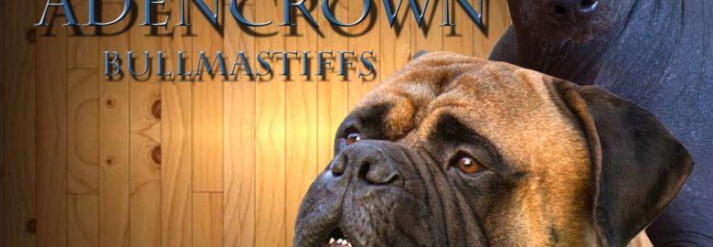 Adencrown Bullmastiff Breeder