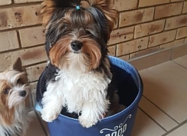 CHERILEBELLA Biewer Terriers Breeders
