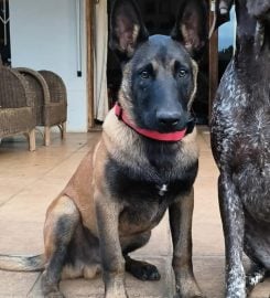 Lamnik Belgian Malinois & Dutch Shepherds