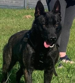 Lamnik Belgian Malinois & Dutch Shepherds