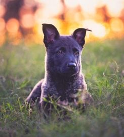 Lamnik Belgian Malinois & Dutch Shepherds