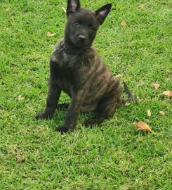 Lamnik Belgian Malinois & Dutch Shepherds