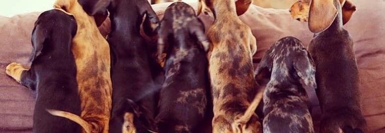 Redamancy Dachshund Breeder