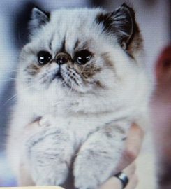 Tintagel colourpoint Persians and Exotics