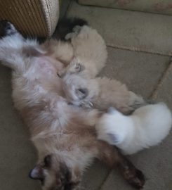 Tintagel colourpoint Persians and Exotics