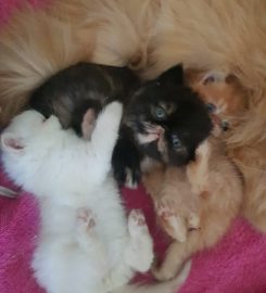 Tintagel colourpoint Persians and Exotics