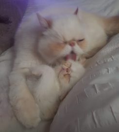 Tintagel colourpoint Persians and Exotics