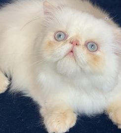 Tintagel colourpoint Persians and Exotics