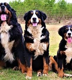 Wolwehoff Breeders