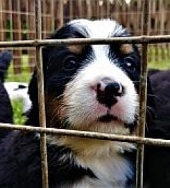 Wolwehoff Breeders