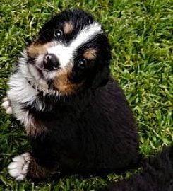 Wolwehoff Breeders