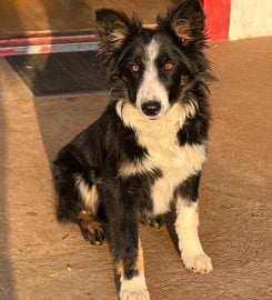 Avantgarde Kennels