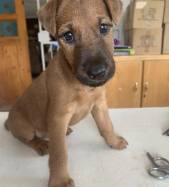 Copperboots Terriers Irish Terriers