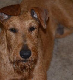 Copperboots Terriers Irish Terriers