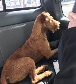 Copperboots Terriers Irish Terriers