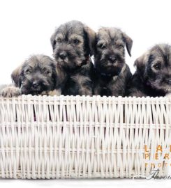 Grafiet Schnauzer Breeder