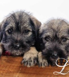 Grafiet Schnauzer Breeder