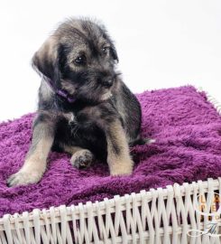 Grafiet Schnauzer Breeder