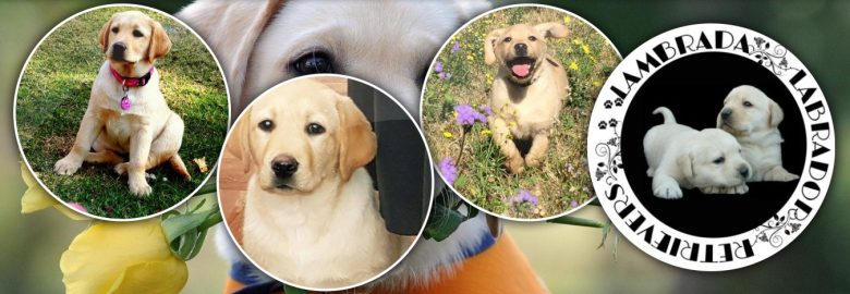 Lambrada Labrador Breeder