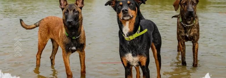 Healthy Hound Missing Pet Search + Rescue