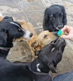 Doggy Daycare – Constantia