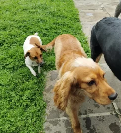 Doggy Daycare – Constantia