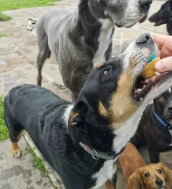 Doggy Daycare – Constantia