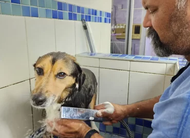 Dogs 4 Us Professional Groomer