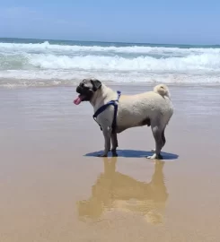St.Lucia’s sweetest spot – Pet-friendly accommodation