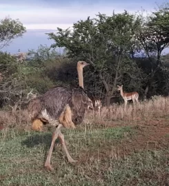 Magalies Wild Farm
