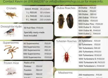 Silkworm Shop