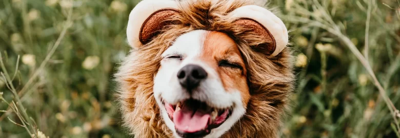 Woof & Away Doggy Hotel