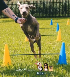 Tails & Trails Pet Services