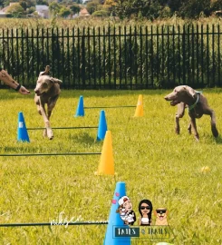 Tails & Trails Pet Services
