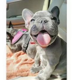 Bella Mia VET’S PET SUPPLIES