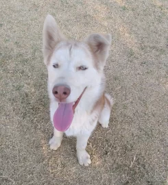 Husky Heaven Rescue