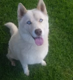 Husky Heaven Rescue