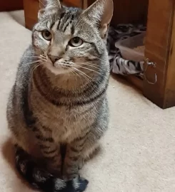 Paws from Heaven