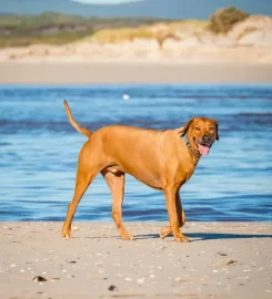 Canine Camino