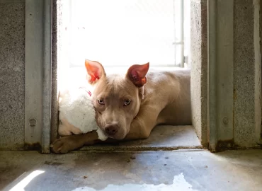 The Dogs Trust South Africa