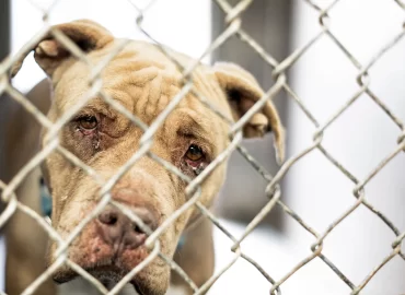 The Dogs Trust South Africa