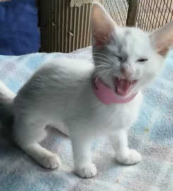 The Cat Shack