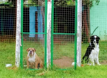 Foxhill Kennels And Cattery