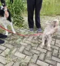S.A. Dog Training College and Kennels